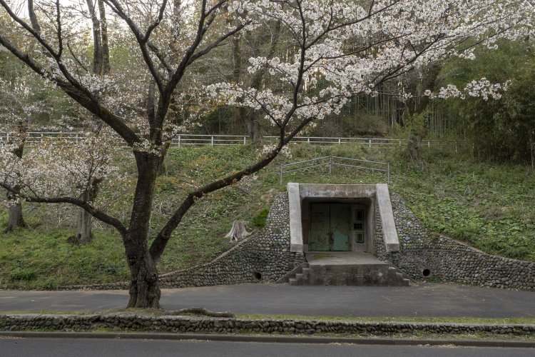 もうじき桜が満開となる。