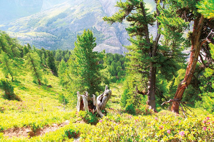 アレッチの森も世界遺産だ。美しい森を体感するには、歩くのが一番。