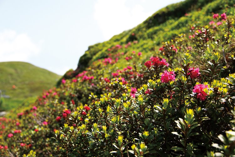 スイスを代表する花の一つ・アルペンローゼがあちこちに。
