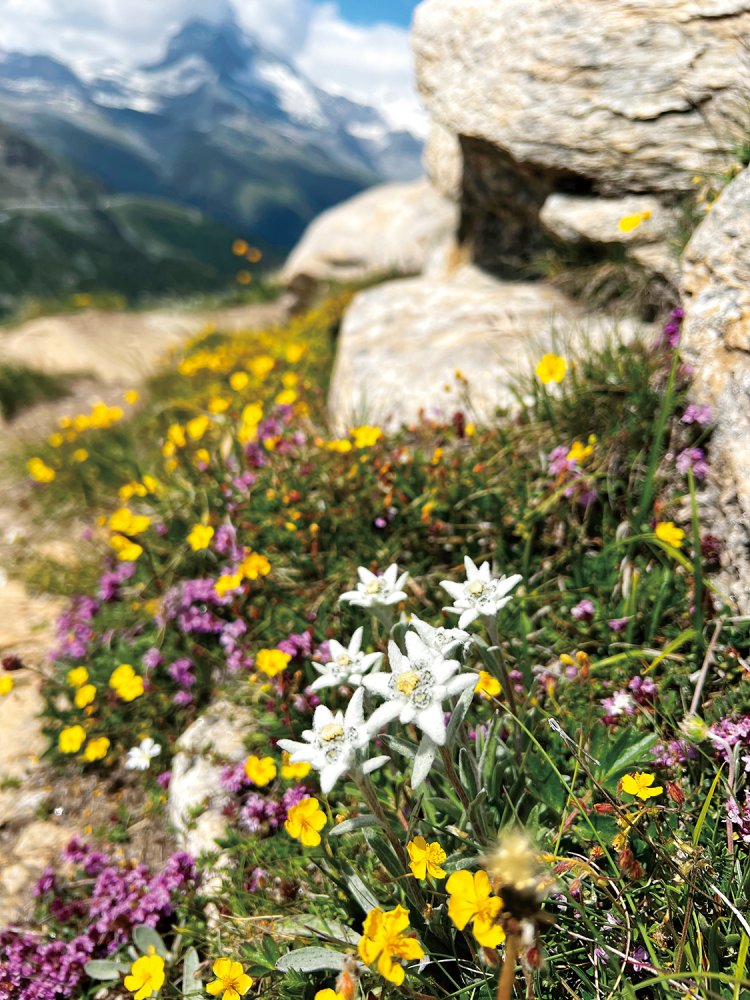 シュテリゼーへ向かう途中、野生のエーデルワイスを見つけた。感動！！