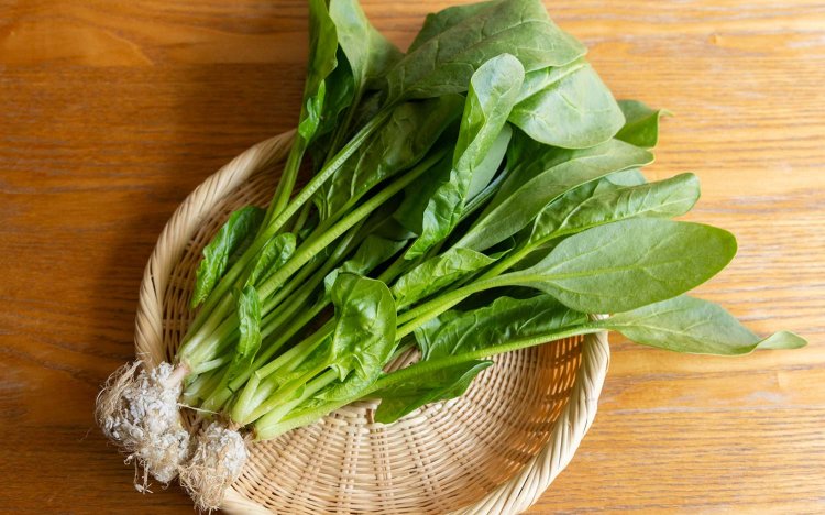 サラダ用ほうれん草。下茹でせず生で食べられる。