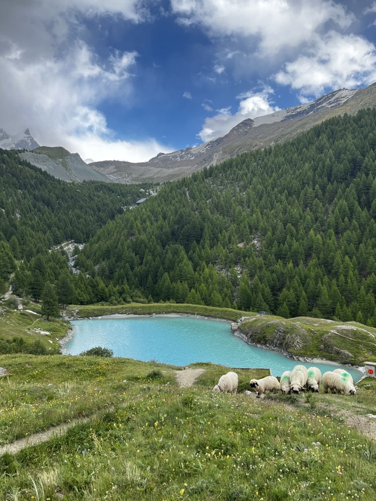 モージーゼーには、顔と足が黒いヒツジがいっぱい。