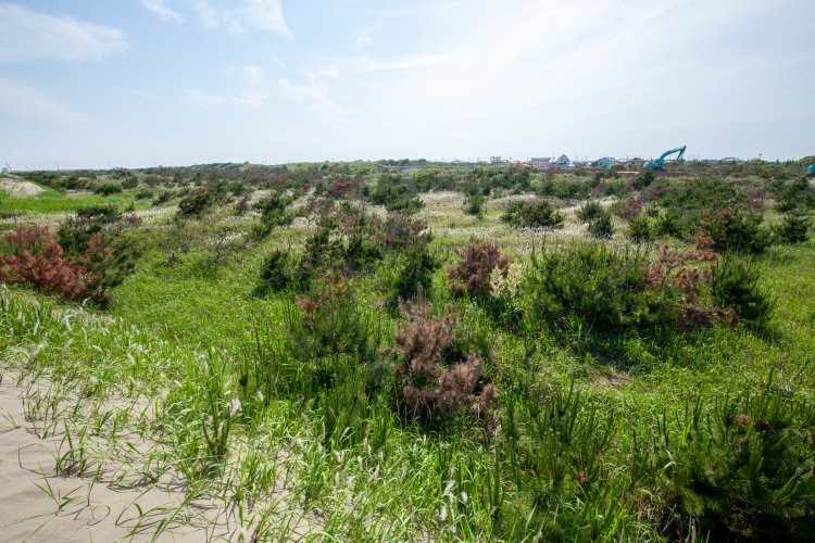 実生（みしょう）で生えた松の木が広がる原野。はるか向こうに広がる工事車両や建物といった文明の風景が別世界のようだ。
