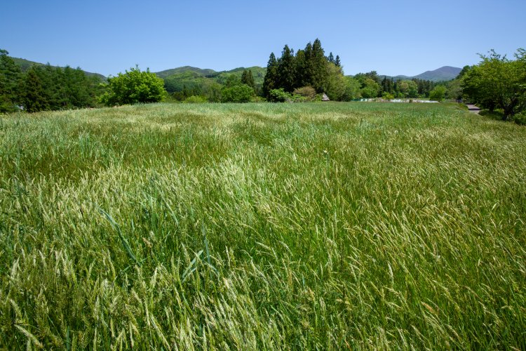 姥捨て伝説の地として知られる、岩手県遠野市の「デンデラ野」。