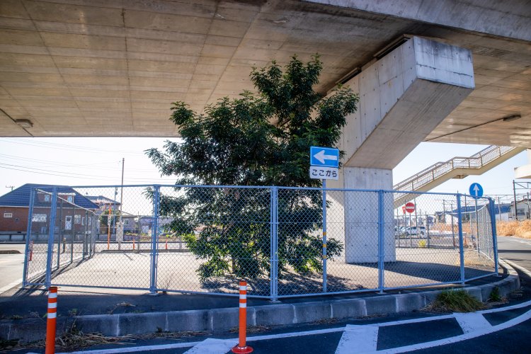 橋脚の下で密かに大木化するシマトネリコ。