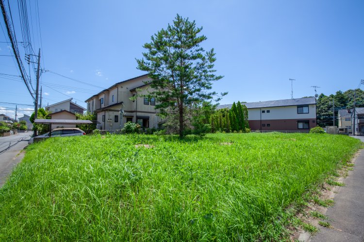 小澤さんが定期的に見に行っているという空き地。松の木は20年以上ここに生えているという。