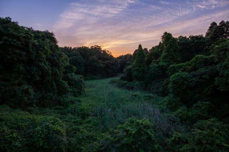 かつての水田の痕跡が残る空き地。