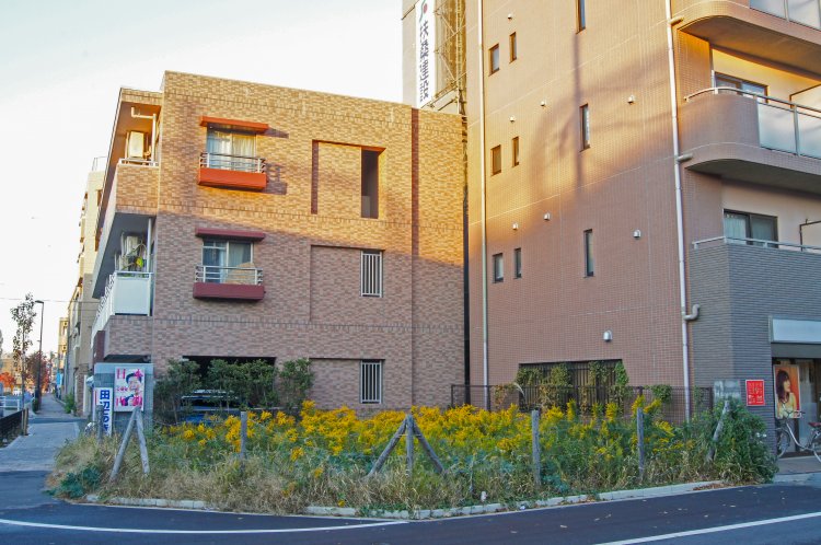 空き地を彩るセイタカアワダチソウの群落。