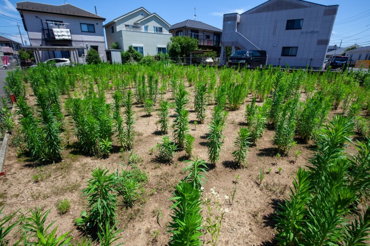 住宅地の中の空き地をキク科の雑草が覆い隠していく。
