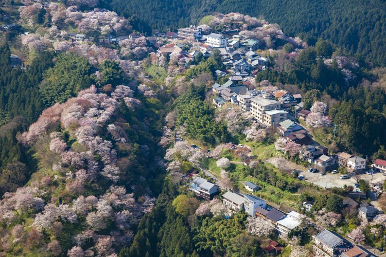 桜の名所として多くの観光客が訪れるため、たくさんの旅館や民宿が並ぶ。
