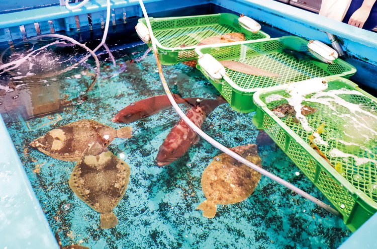 漁師の産直「水産大国」と、大型生け簀は要チェック！