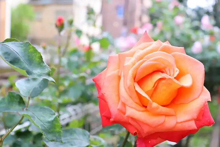 【としまらいふ】大塚バラまつり