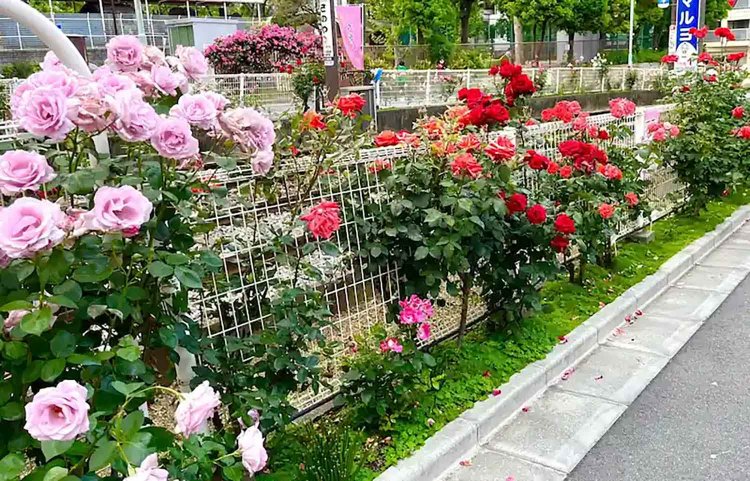 2023年5月12日撮影。