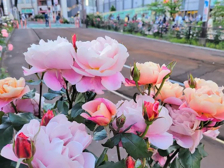 【としまらいふ】大塚バラまつり