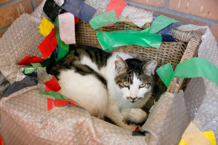 入り口付近でくつろぐ地域猫たち。招き猫よろしく客を出迎える。