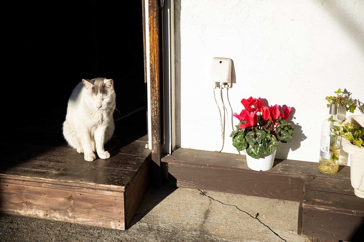 バーの入り口で日向ぼっこしていた猫。北浦和の線路沿いの路地にて。