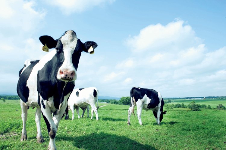 自由気ままに過ごす『しんむら牧場』の牛たちは、みんな顔が愛らしい！