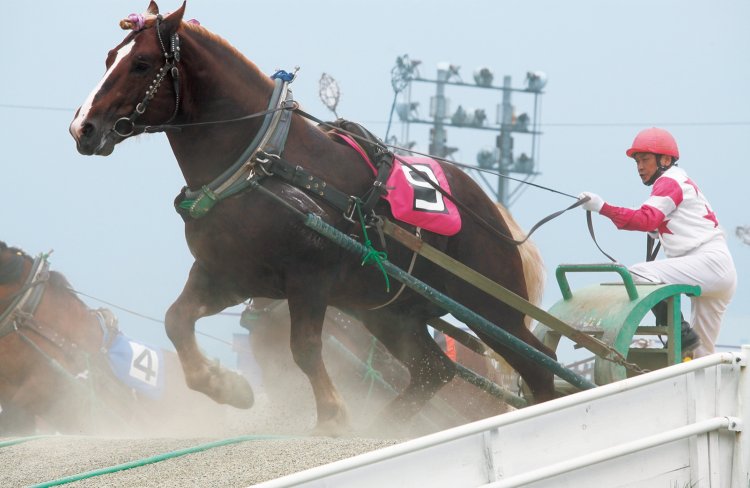 帯広市のばんえい十勝で開催されているばんえい競馬。レース観戦のほか「ふれあい動物園」では、ばん馬たちとふれあえる。（写真＝十勝観光連盟）