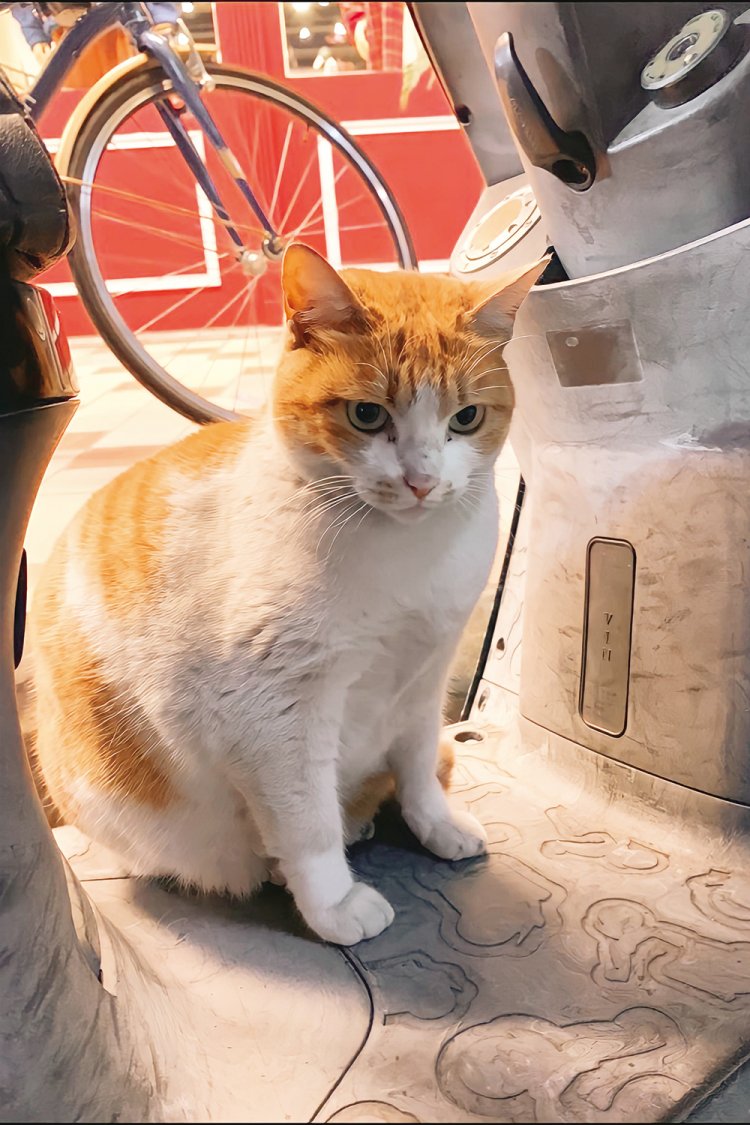 台湾新北市の猴硐で。朝井さん自身が撮影した、お気に入りの「のそのそ動くかわいいやつ」。