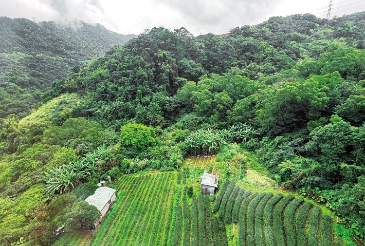 お茶の産地・猫空へは、ロープウェイで30分ほど。茶畑や市街などの景色を眺めながら、台湾茶を味わえるお店が点在する。
