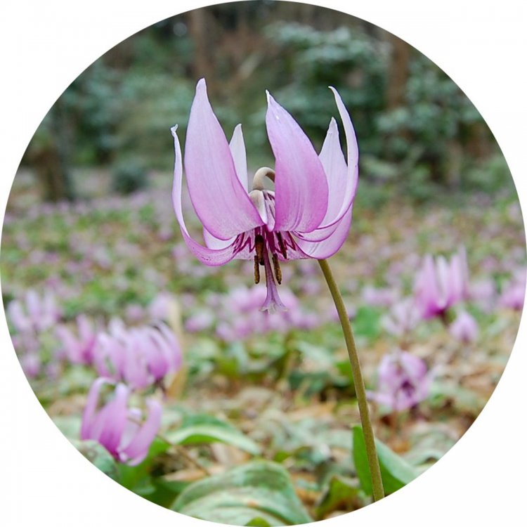 カタクリ群落（写真提供＝小川町観光協会）。