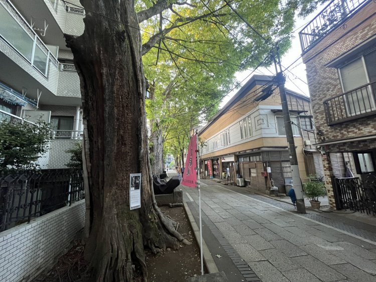 これが噂の参道の楠だ。