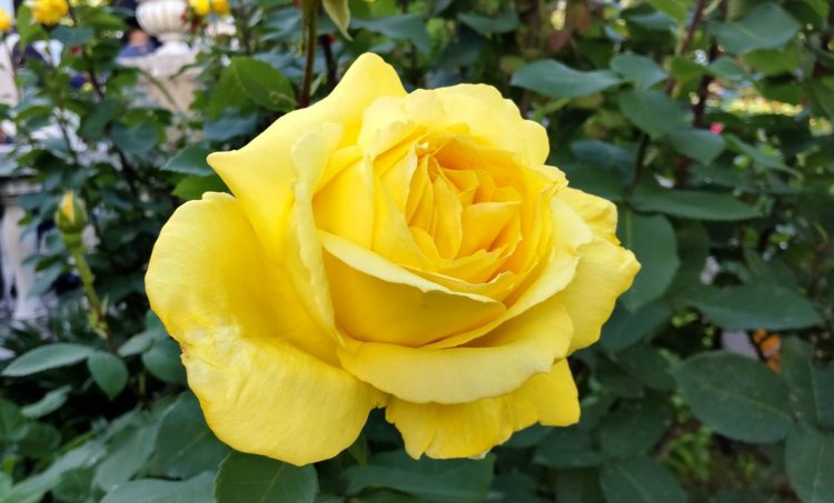 ゴージャスな見た目の春バラ。