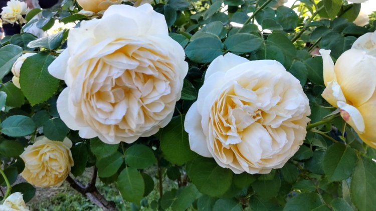 種類によって違う香りを楽しもう。