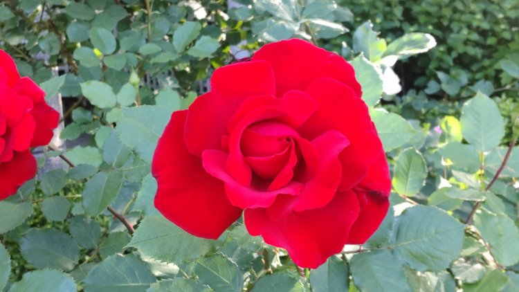 春バラの上品な香りに癒やされてみて。