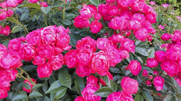 色とりどりのバラが見ごろを迎えている。