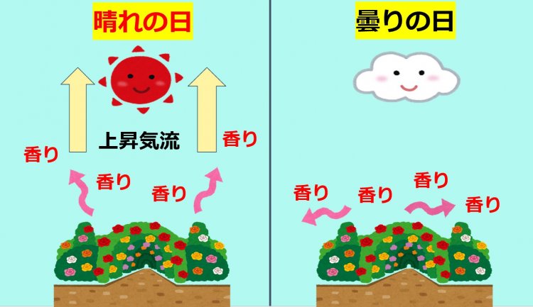 曇りの日は香りが地面付近に留まりやすくなる。