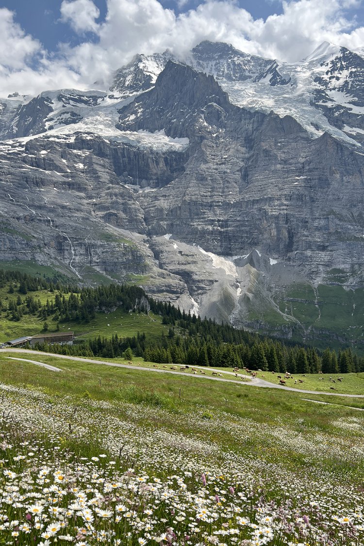 高山植物の花畑に牛と山……。これぞスイス！