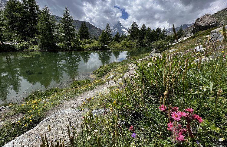 グリンジーゼー。このあたりは、赤いシュピンヴェプ・ハウスヴルツが多く咲いていた。