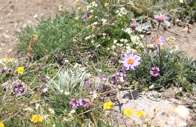 アルペン・アスターがあるということは……。