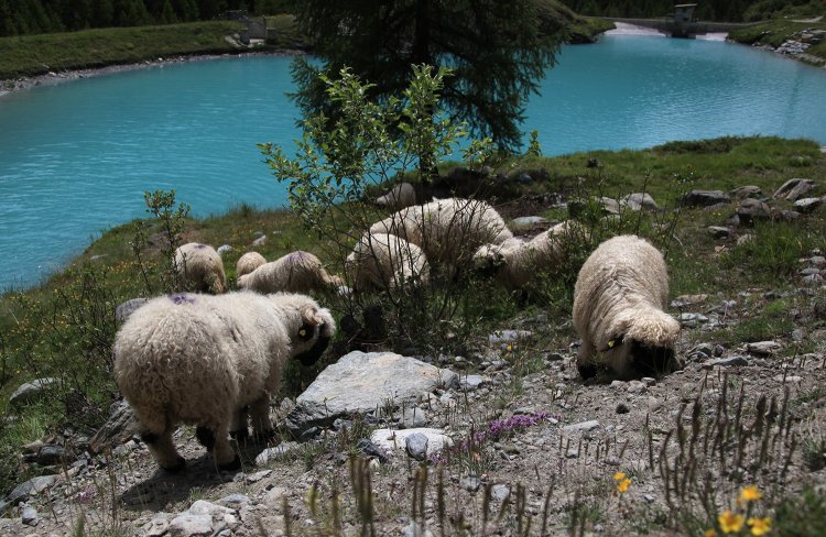 モージーゼーの湖畔で一心不乱に草を食む、もこもこヒツジ。