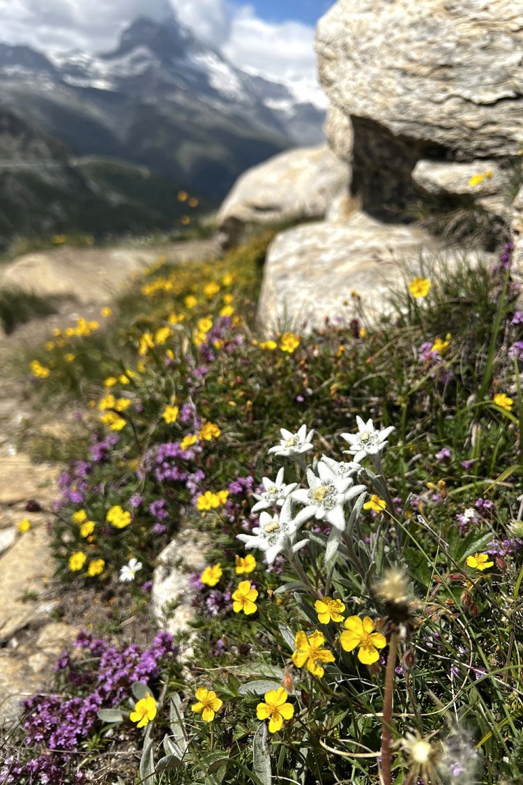 見つけちゃった、エーデルワイス！！