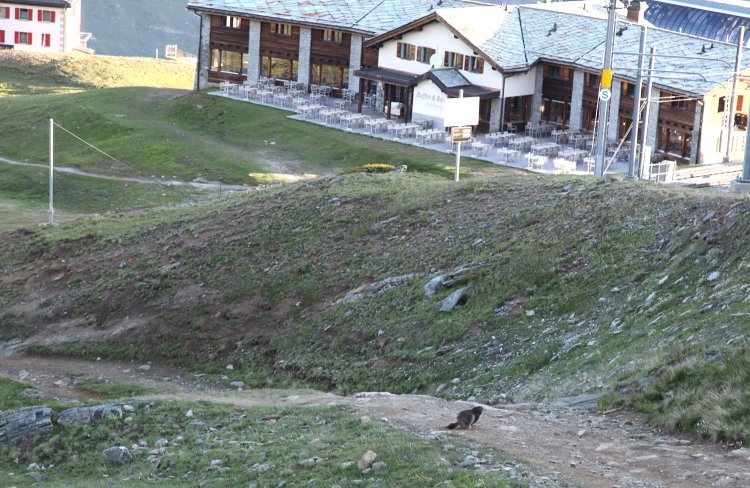 ホテルに帰る途中、マーモットが横切っていった。警戒心が強いので、なかなか近づけない。