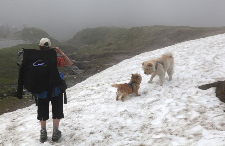 コース脇に雪が残っていて、犬たちは大はしゃぎ。