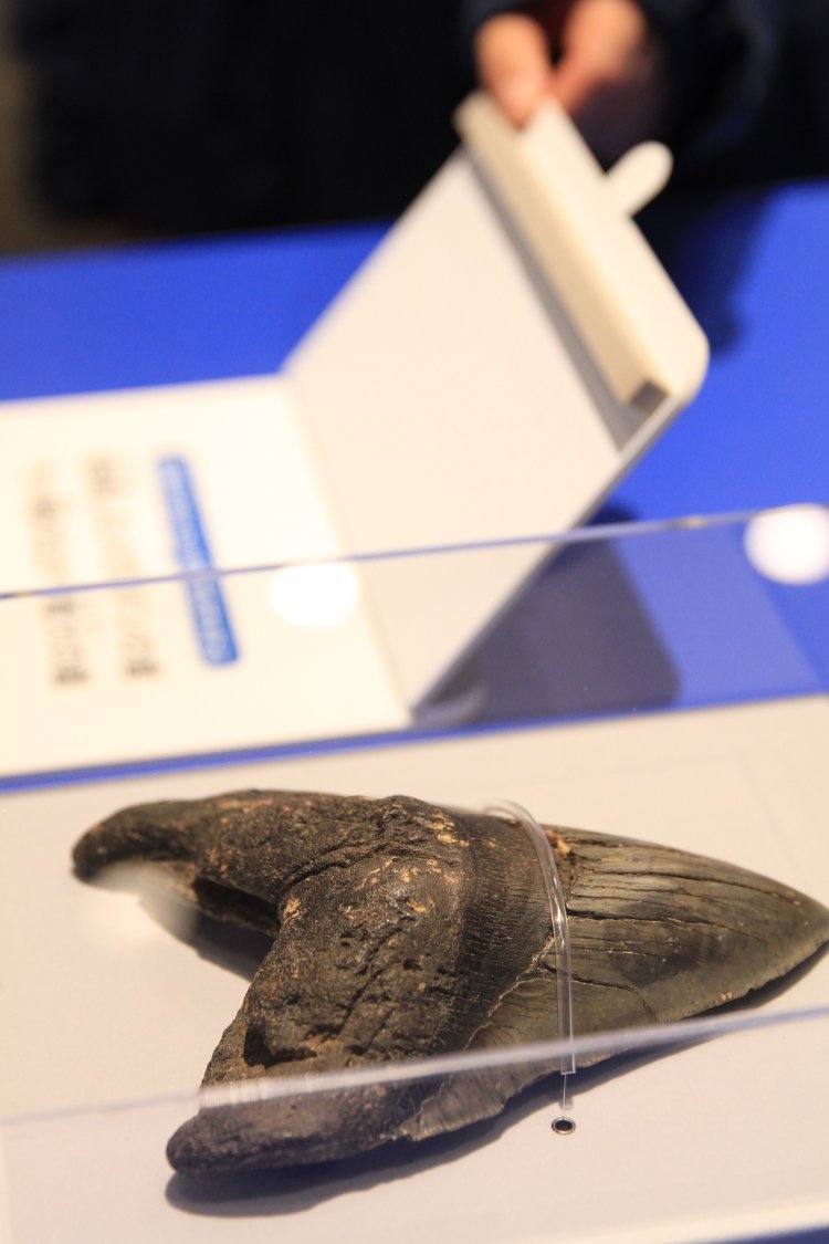 サメの生態などに関するクイズコーナーも新設。写真は絶滅したメガロドンの歯！