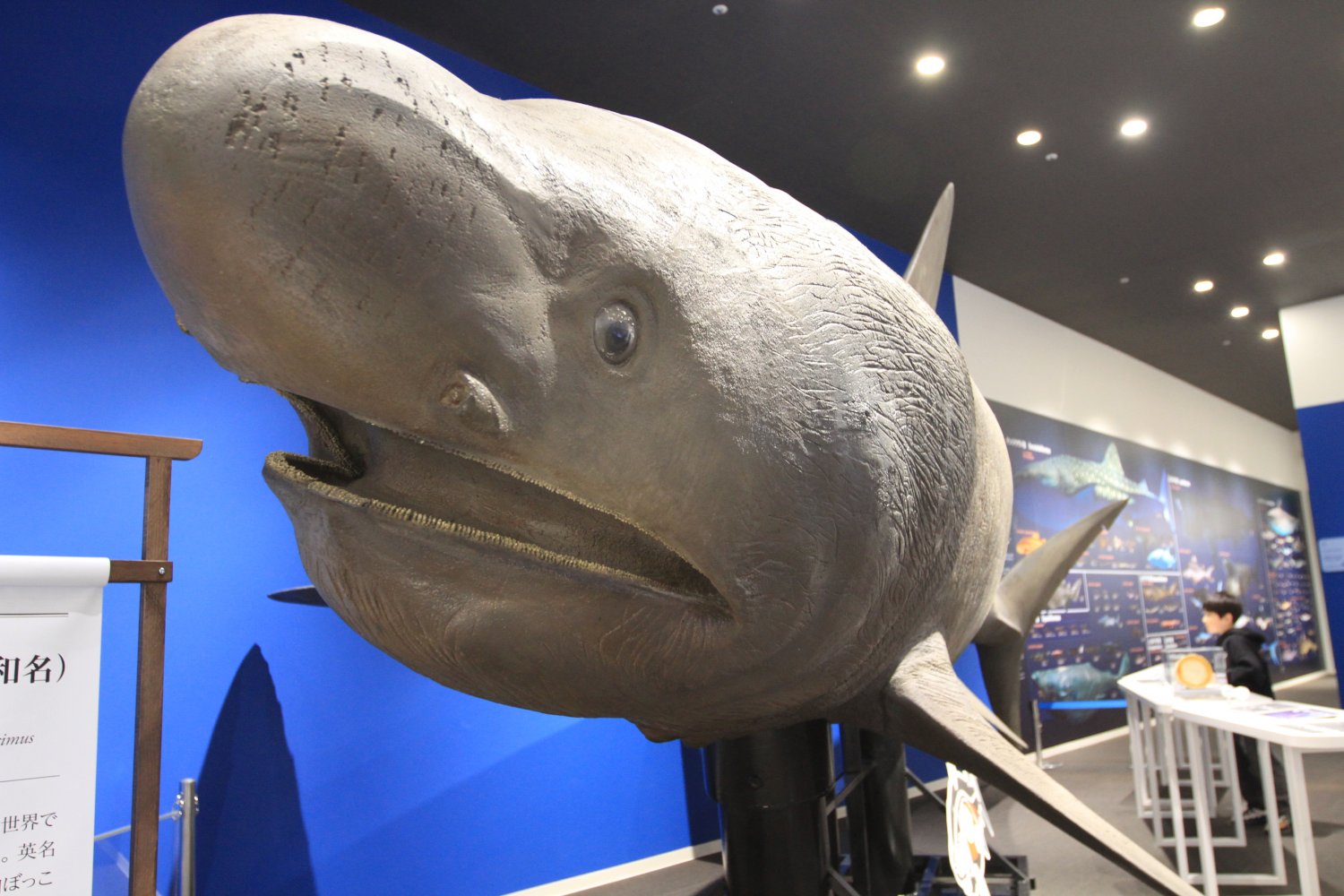長さ8.2mのウバザメのオブジェは大迫力。