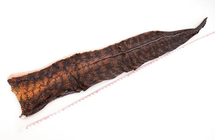 なんと60㎝超え！　好みの大きさに切って焼いたうつぼは、冬のおかずの定番だ。