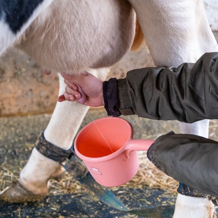 乳搾り体験500円は当日受付で1日4回開催。