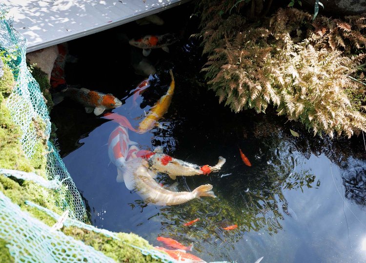 池には太鼓橋がかかり錦鯉が泳ぐ。