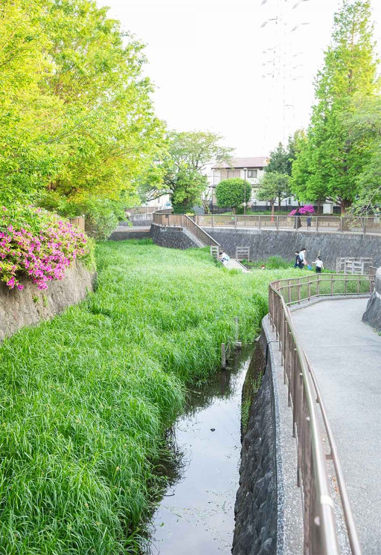 白子川源流の大泉井頭公園。