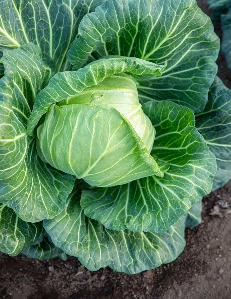 宅地に囲まれた農地が点在。練馬区野菜で生産量トップのキャベツ畑も。