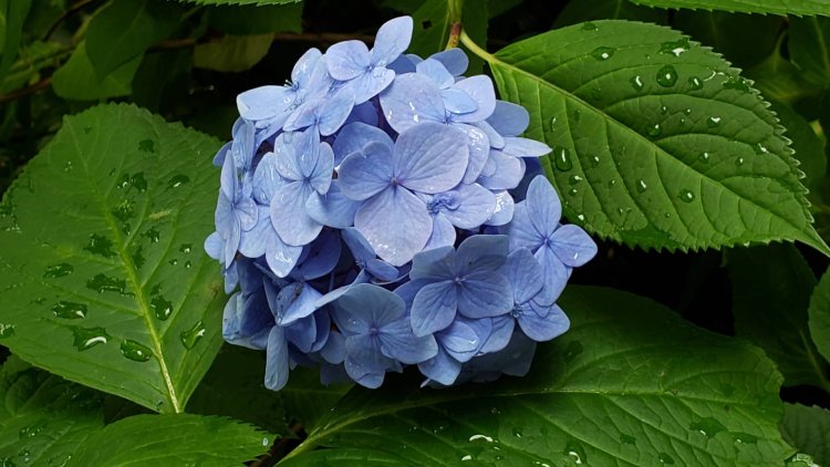 雨が似合う紫陽花（アジサイ）。お散歩中に見つけてみて。