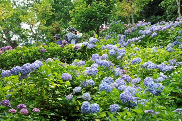 散歩の達人おすすめの鎌倉のアジサイ名所14選！ 超人気スポットから地元で愛される穴場まで
