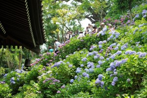 長谷寺1_1