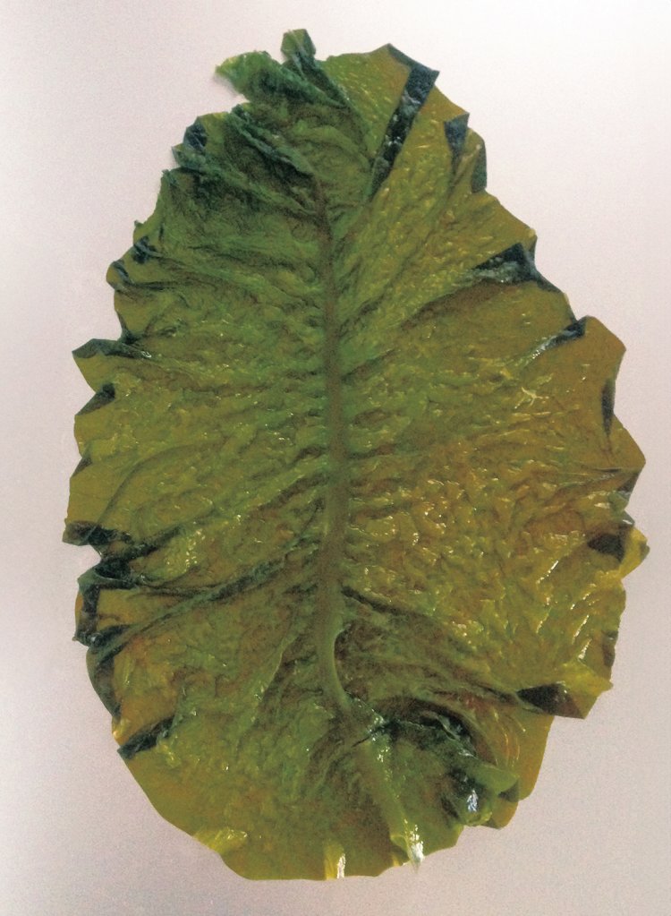 「ひろめ」を水で戻すと、ビックリの全長30㎝超え！