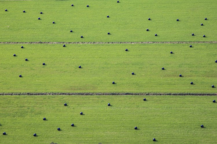 牧草地に転がる牧草ロール。小さく見えるが、一つ一つの重さは300kgほどある。